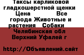 Таксы карликовой гладкошерстной щенки › Цена ­ 20 000 - Все города Животные и растения » Собаки   . Челябинская обл.,Верхний Уфалей г.